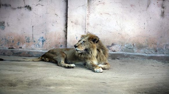 lion jaipur zoo lion