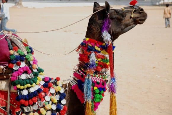 Pushkar camel fair Rajasthan worlds largest camel fair 3 Pushkar camel fair Rajasthan worlds largest camel fair
