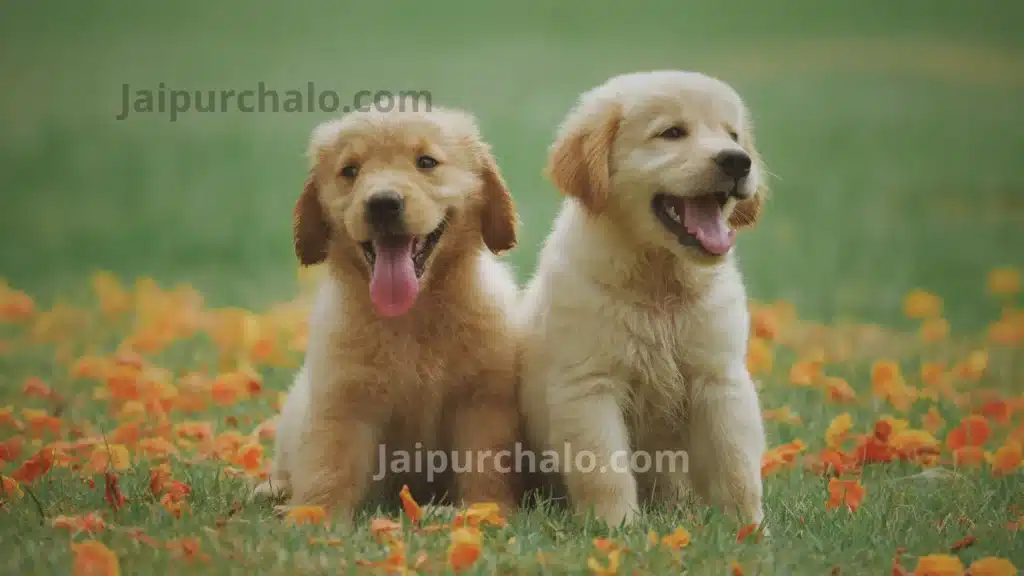 International Dog Bazar Jaipur