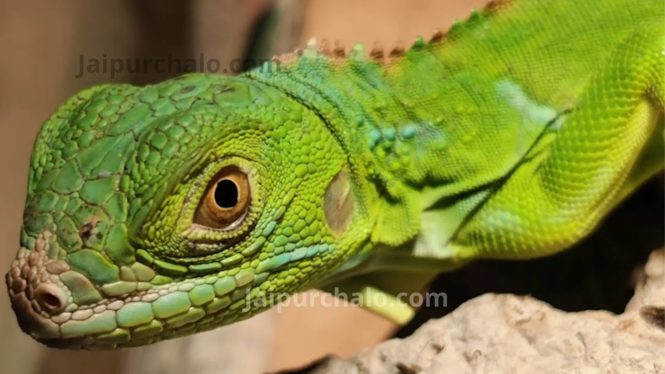 Krishna Exotics Jaipur
