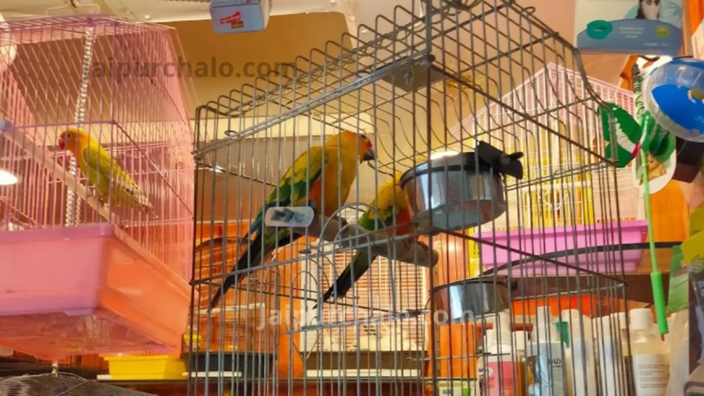 Ocean Pearls Pet Store Jaipur