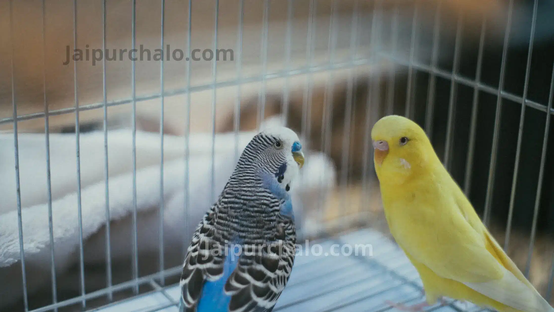 Parrot-Shops-in-Jaipur
