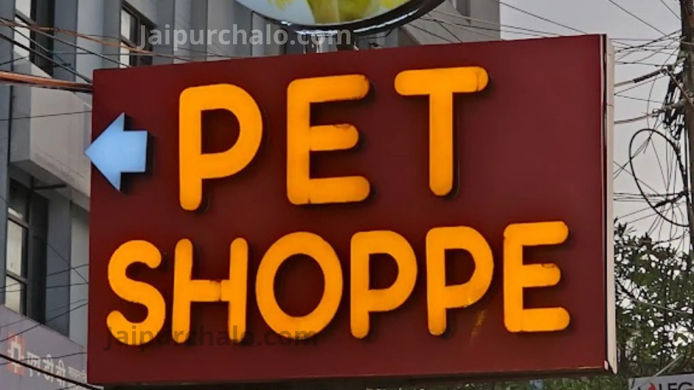 Pet Shoppe Jaipur – timings, address, price, reviews