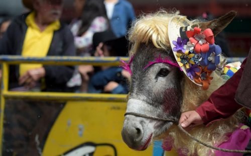 donkey donkey