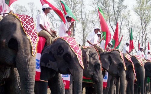 elephant elephant